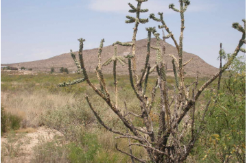 TX, Hudspeth, 0.34 Acre Sierra Blanca, Lots 46 & 47