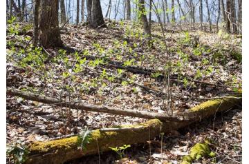 KY, Rock Castle, 16.02 Acres Chestnut Oak Ridge, Lot 1. TERMS $684/Month