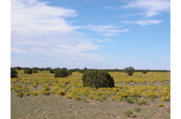 AZ, Apache, 10 Acres Arizona Park Estates, Lot T18N R28E Sec. 8. TERMS $152/Month