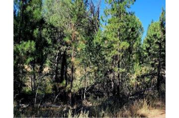 OR, Klamath, 2.29 Acres Klamath Falls Forest Estates Lot 1 Block 8. TERMS $272/Month